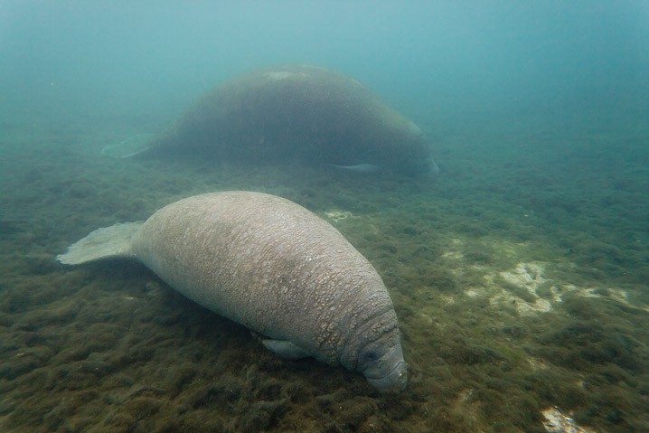 Karibik-Manati Trichechus manatus West Indian Manatee